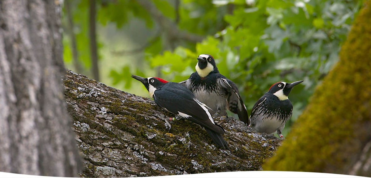 bg-newsletter-acorn-woodpecker