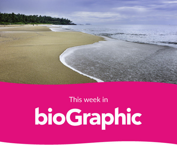 bg-newsletter-header-20260612